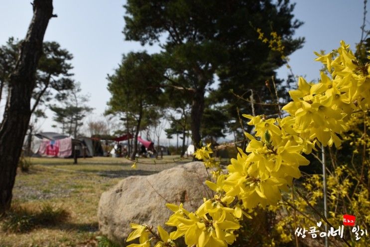 60. 경주 용천수 캠핑장에서 봄캠핑 제대로!