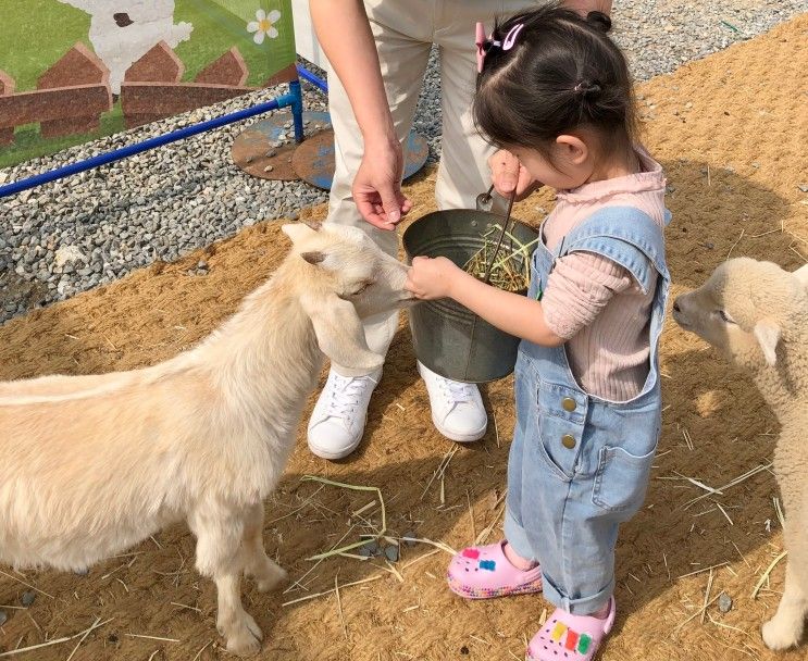 홍천 소노벨 비발디파크... A동(취사) & 하늘양떼목장 아기랑 후기!