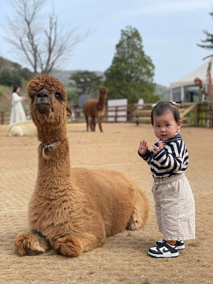 [14개월 아기랑 홍천여행] 1일차 / 비발디파크 소노벨 C동...