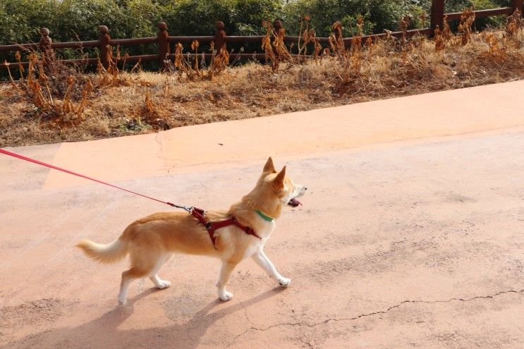 1월 여행_첫째 날 거제 가조도풀하우스펜션