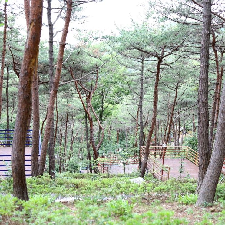 태안 캠핑장 신규 오픈한 숲속 산들바람 맛집 올레유캠핑장...