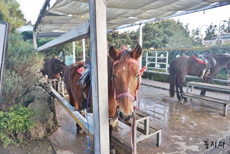 제주도 카트 승마 미로까지 즐기는 서귀포 더세리리조트