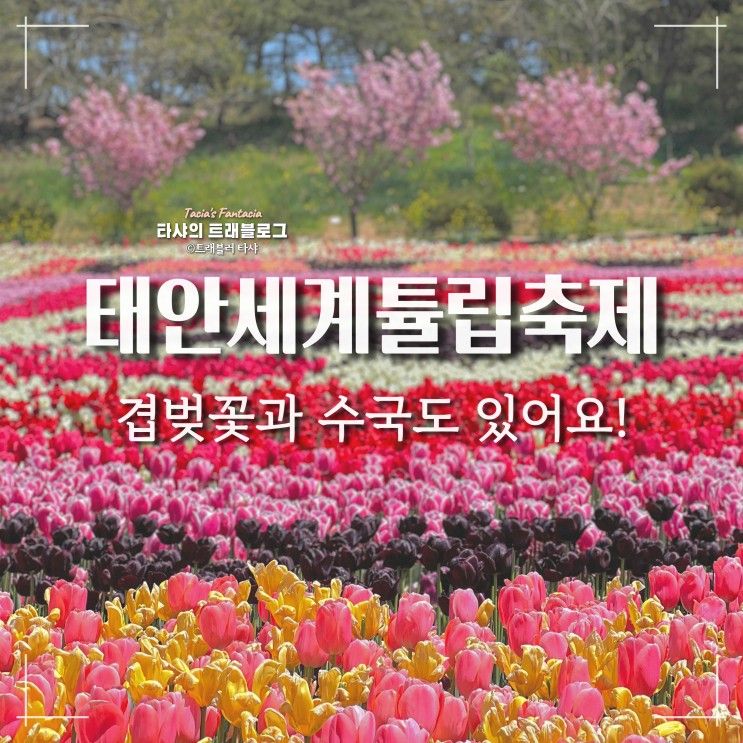 태안튤립축제 코리아플라워파크, 꽃들의향연 (~5/9)