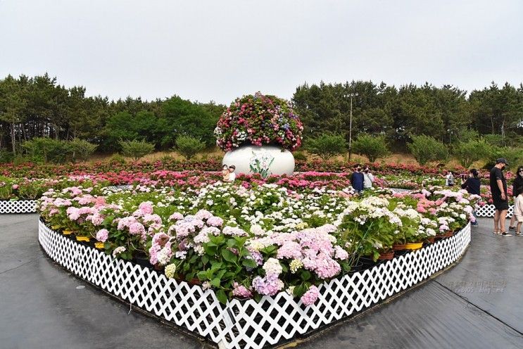 충남 태안 수국꽃박람회 코리아플라워파크