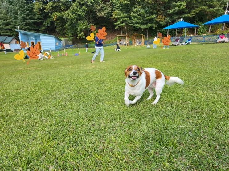용인 양지 파인리조트 펫파크