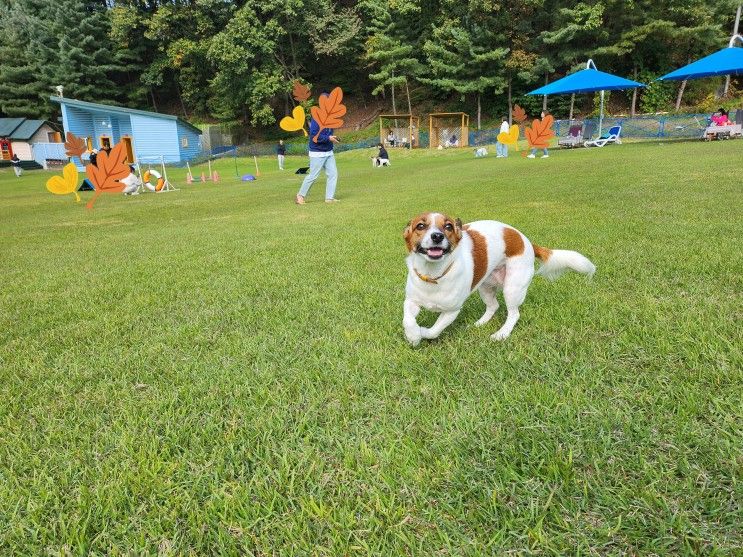 용인 양지 파인리조트 펫파크