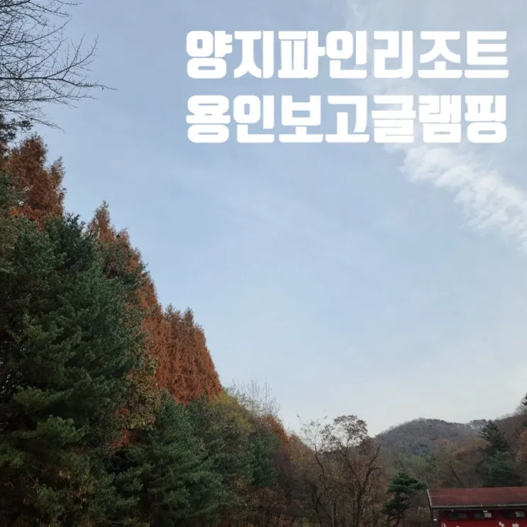 용인글램핑 양지파인 리조트 럭셔리 숲속 보고 글램핑 힐링여행