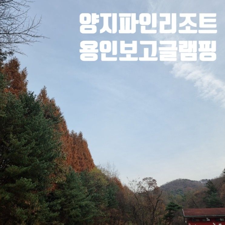 용인글램핑 양지파인 리조트 럭셔리 숲속 보고 글램핑 힐링여행