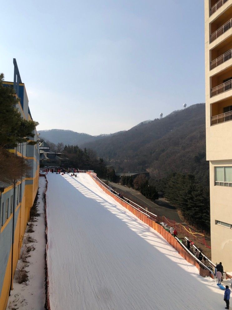 겨울 액티비티) 양지 파인 리조트 눈썰매장 _ 아이와 이용 꿀팁!