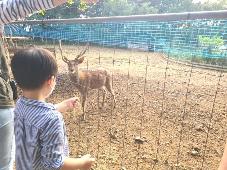 서울 근교 아이와 가볼만한 곳 추천, 파주 팜랜드 유아 숲체험 자연놀이터