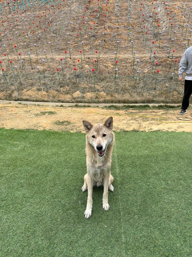 견종차별없는 애견글램핑 도그팰리스로 개족여행 다녀오다