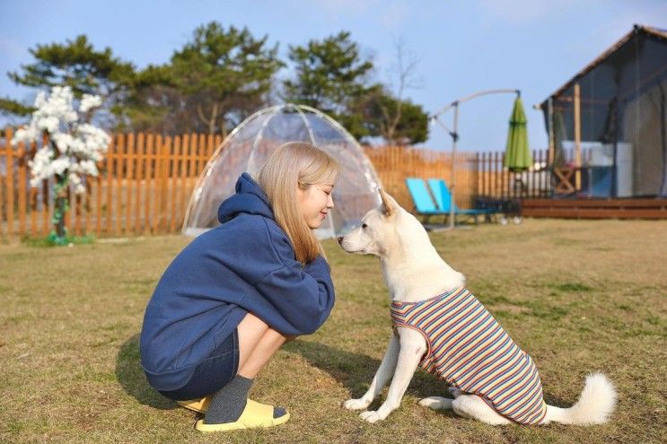 당진 도그팰리스 글램핑 | 대형견도 동반 가능한 독채 글램핑장