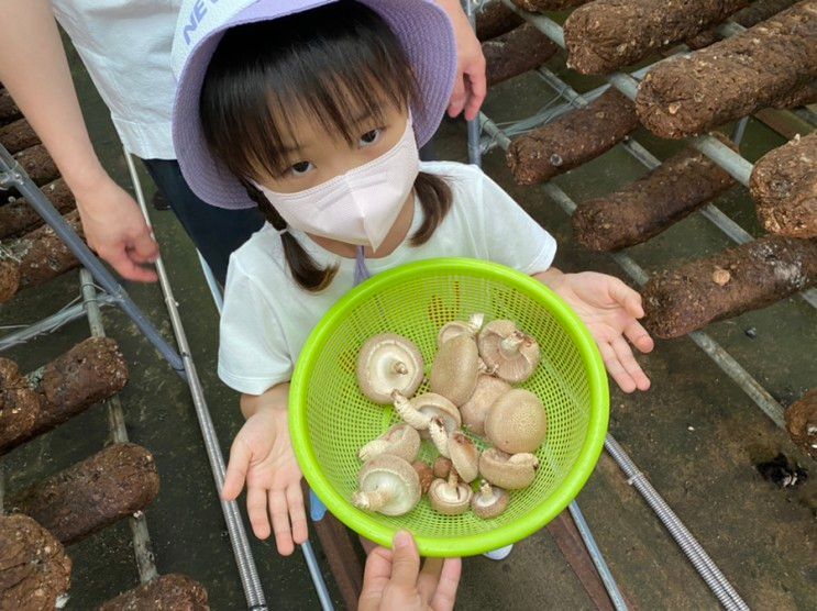 창녕 표고버섯 가득한 뜰. 버섯따기 체험. 아이와 가볼만한 곳.
