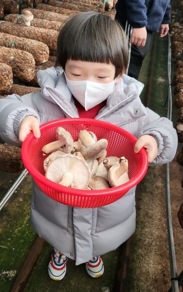 [부산근교] 버섯따기 / 피자만들기 / 바베큐 체험농장_표고버섯 가득한 뜰