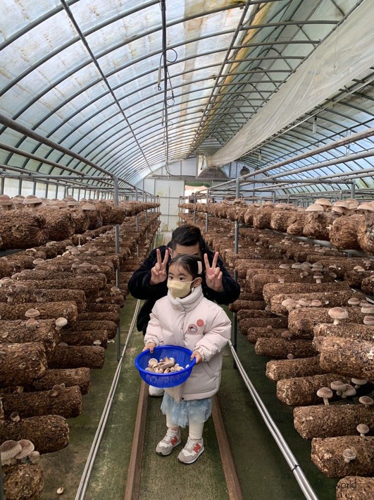 경남 아기랑 갈만한곳, 창녕 아기랑 갈만한곳_창녕 표고버섯 가득한 뜰