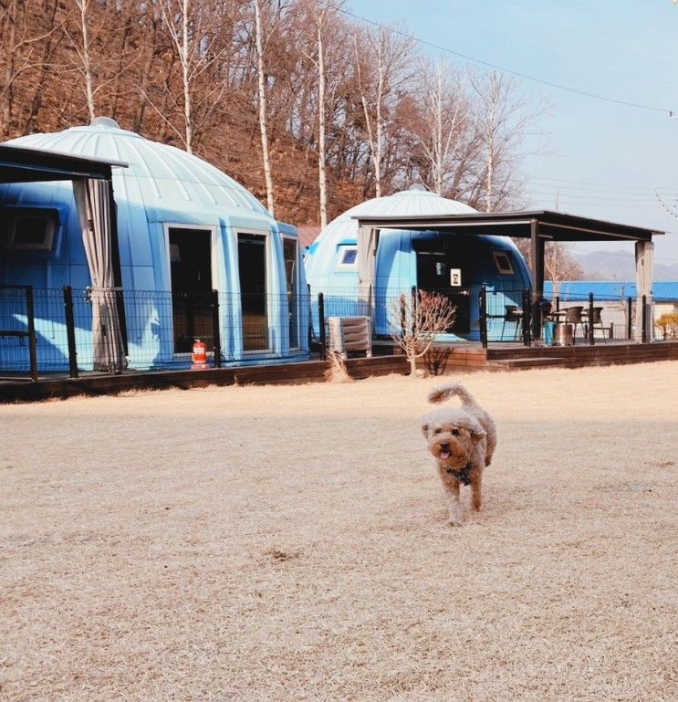 충주애견동반숙소 캠핑장 펫트리파크 재방문 후기