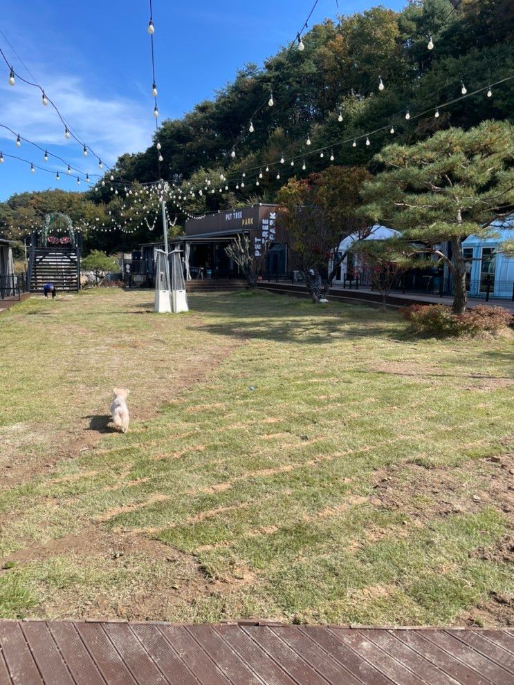충주 애견동반 반려견동반 글램핑장 - 펫트리파크