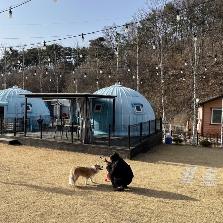 충주 애견동반 캠핑장 펫트리파크 카페 다녀옴