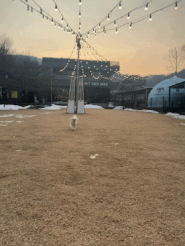 충주캠핑장: 펫트리파크 (반려동물 동반 캠핑장)