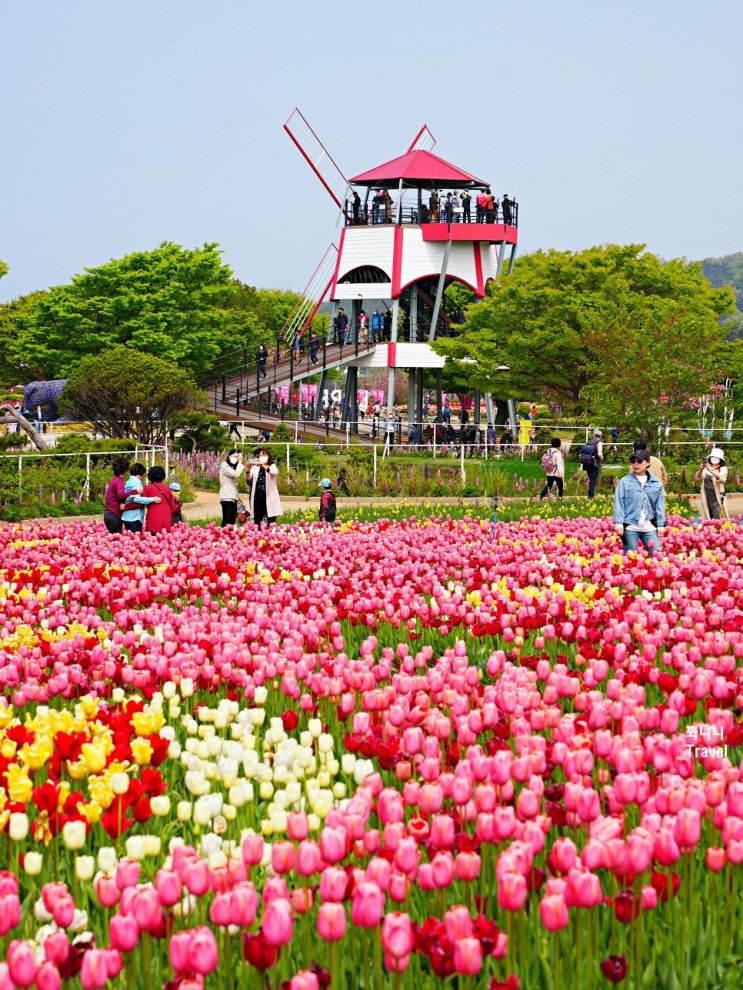 태안 튤립축제 세계튤립꽃박람회 코리아플라워파크 꽃지해안공원