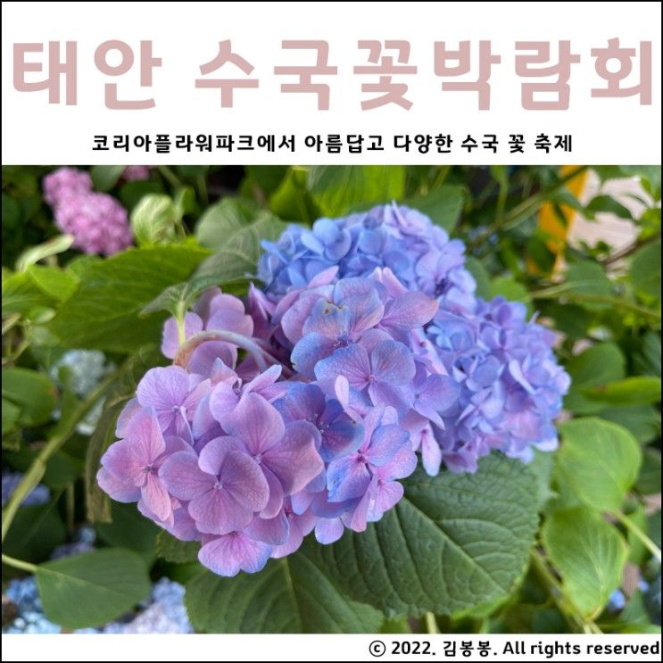 태안 수국꽃박람회 : 코리아플라워파크에서 아름답고 다양한 수국 꽃 축제