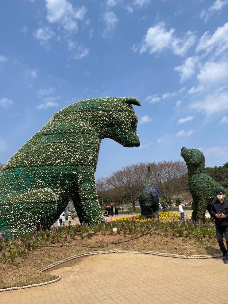 태안 튤립축제 코리아플라워파크 너무 일찍 갔다