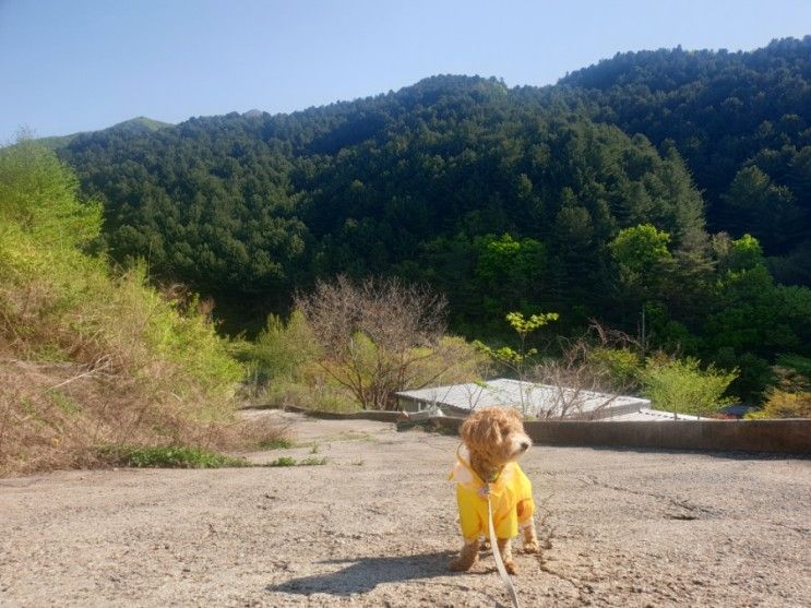 가평 포시즌캠핑장 50th(fiftieth) 강아지동반