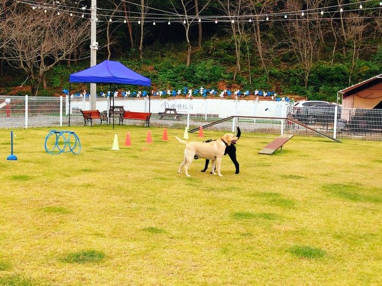 서산 태안 애견동반 카페&글램핑 펫앤트리