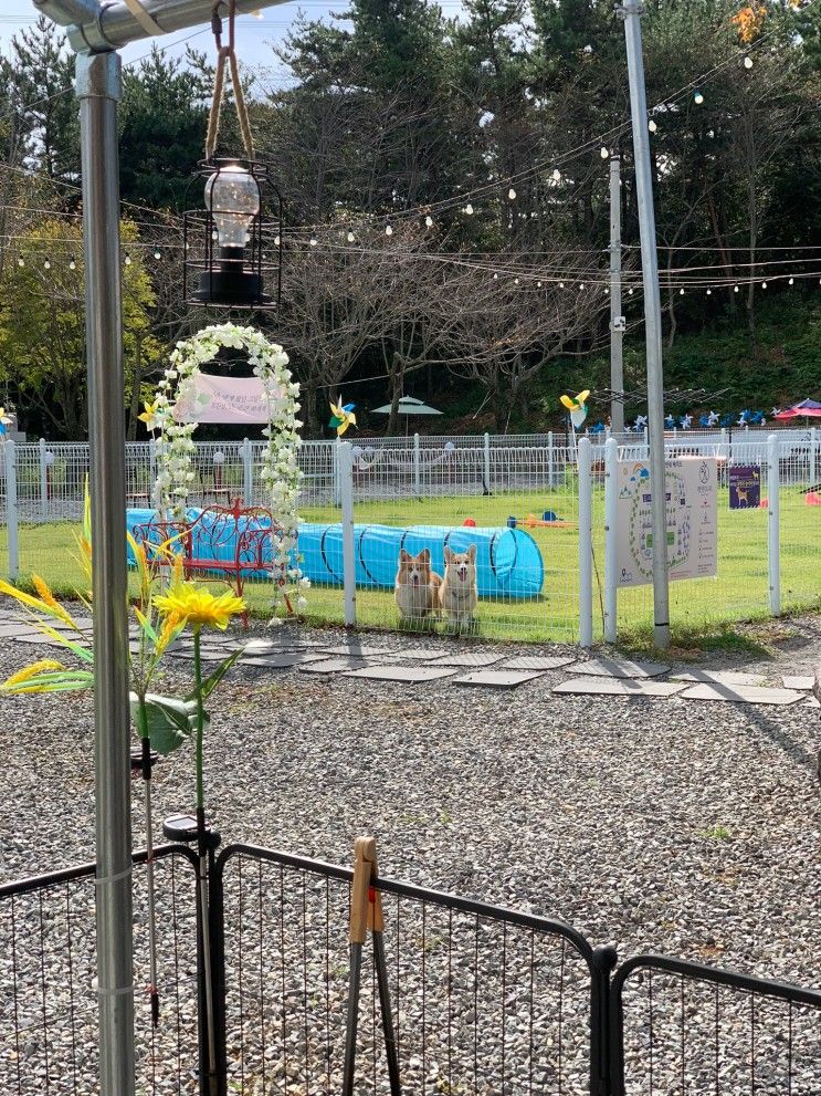 웰시코기 장군곰 in 서산 펫앤트리 애견글램핑