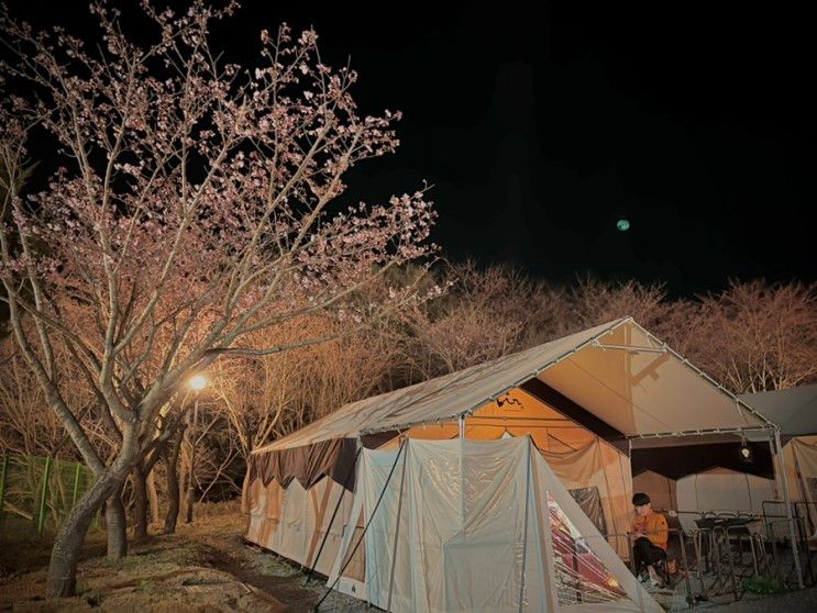 [벚꽃여행-서산] 애견동반 벚꽃 글램핑 펫앤트리, 서산 유기방가옥