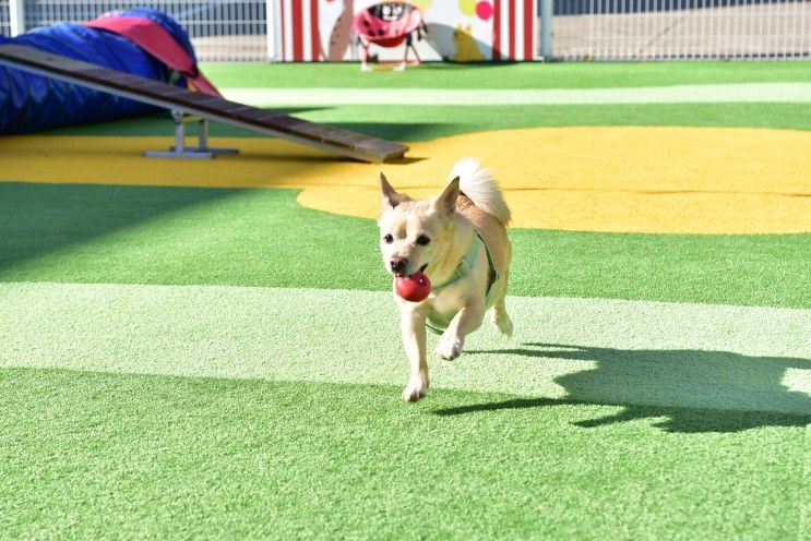 경주애견동반 펜션 JS풀빌라 강아지와 여행이 즐거워지는 곳