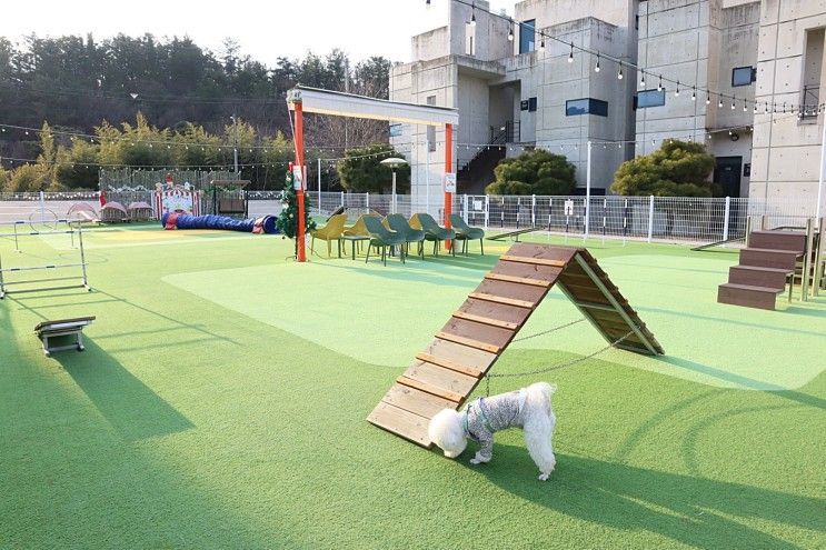 경주애견펜션 리조트 초대형... 개별 수영장 보유한 JS애견풀빌라