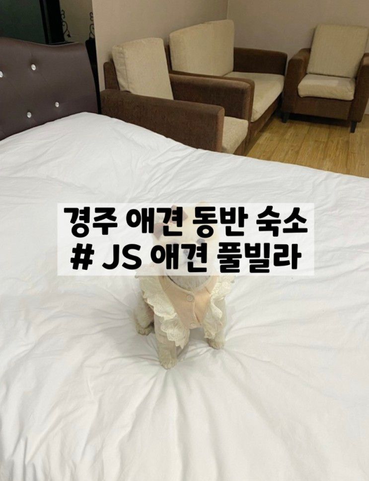 저번 겨울 조이랑 다녀온 경주 JS애견풀빌라