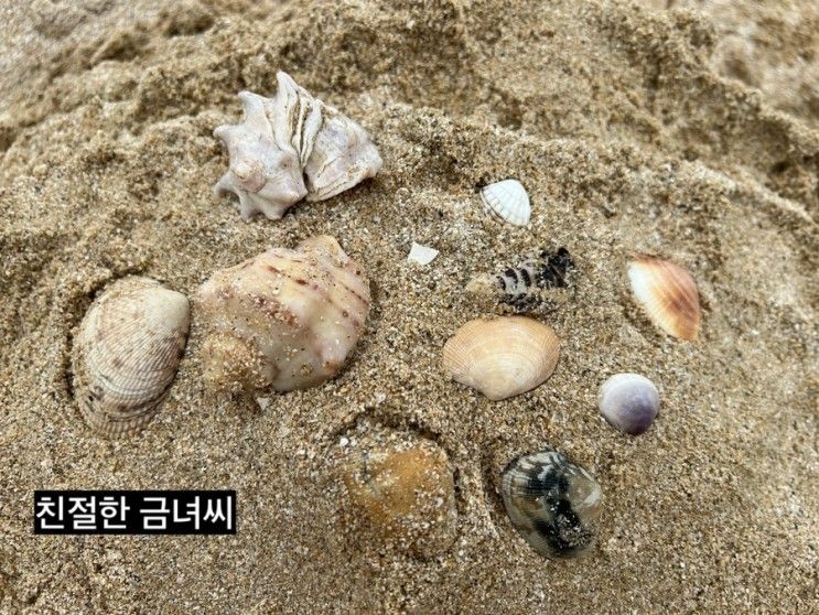 아이랑 대천 1박 2일 여행 후기(환상의바다리조트...