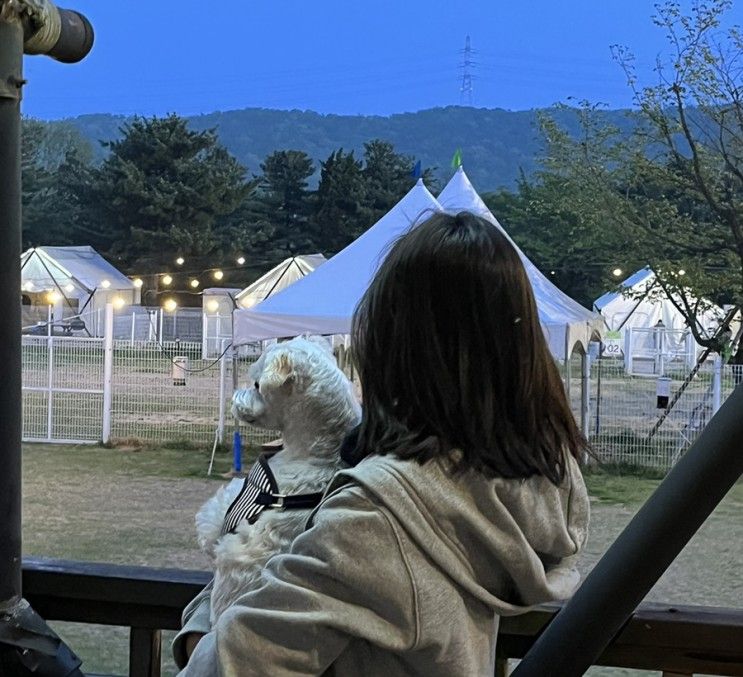 용인 애견동반 골드펫리조트_글램핑장 후기 (소형견 전용)