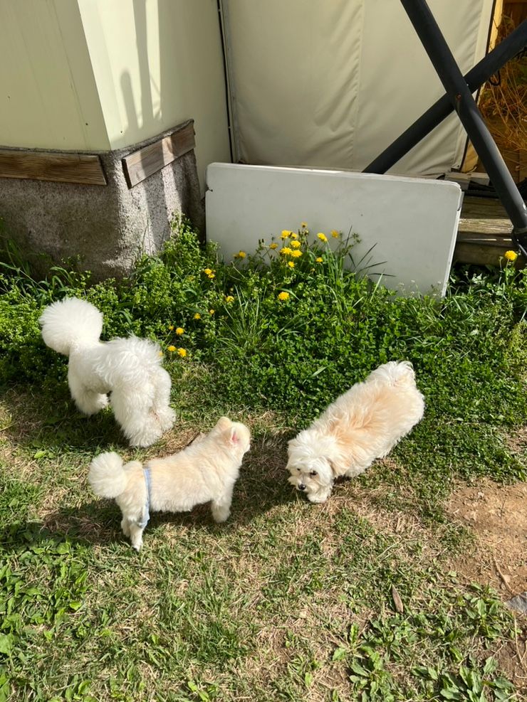 [골드펫리조트] 용인애견펜션,애견동반숙소,애견글램핑...