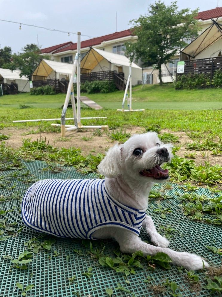 [내돈내산]애견 글램핑 용인 골드펫리조트