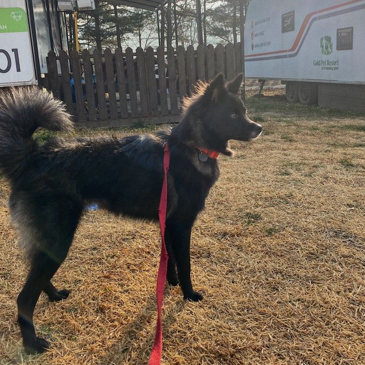 용인 골드펫리조트 ; 소형견 프리미엄 콘도 2층 숙박 후기