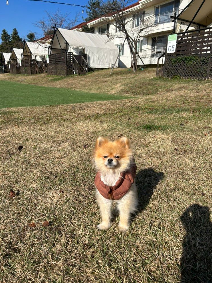 용인 애견동반 글램핑 :) 골드펫리조트