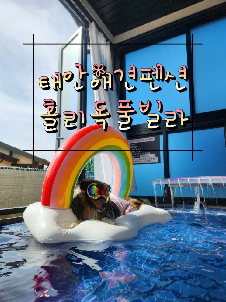 안면도/태안애견펜션 홀리독풀빌라 상세후기