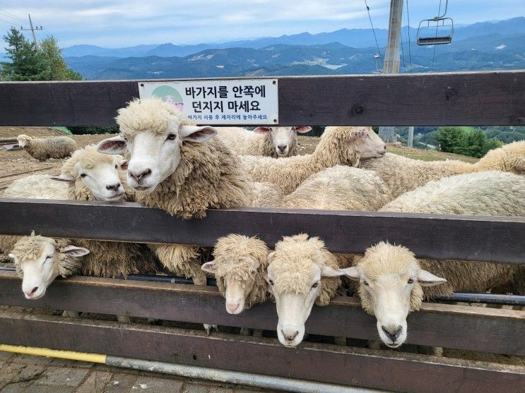 강원도 횡성 웰리힐리파크 숙박 양떼목장 곤돌라 추천 2