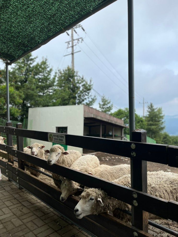 [횡성1박2일여행2탄]웰리힐리파크숙박+워터플래닛+부대시설...