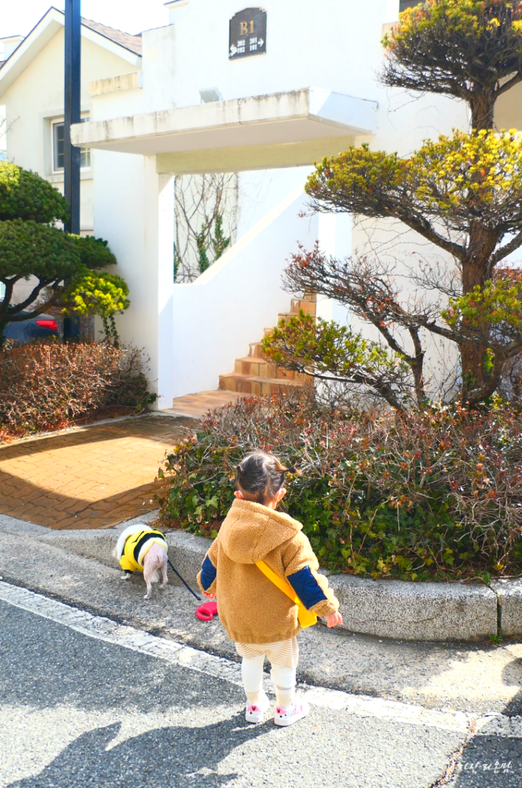 경주 가족여행 애견동반리조트 마우나오션리조트 좋아요