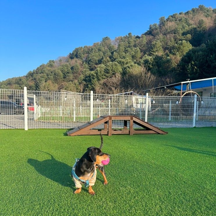 가평 딩동댕애견스파풀빌라 카라반러브1 독채 핀란드사우나...