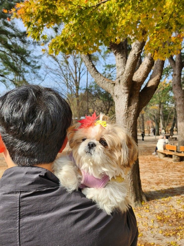 가을 가평&남이섬 여행 / 애견동반 여행 / 가평 딩동댕...