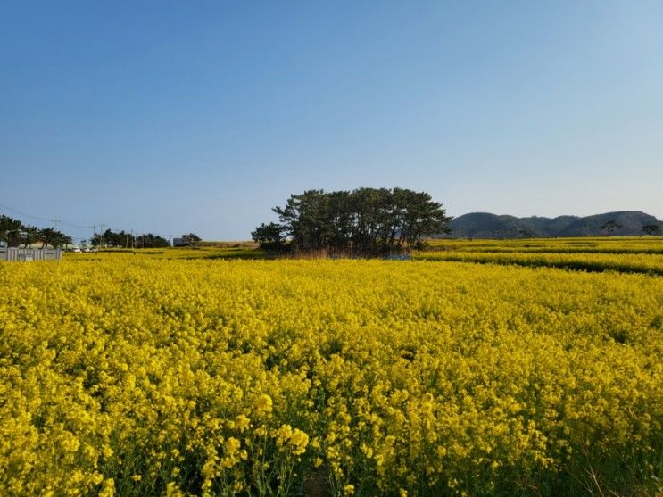 [포항여행 1일차] 포항역... 테마공원 - 호미곶 - 달보드레펜션