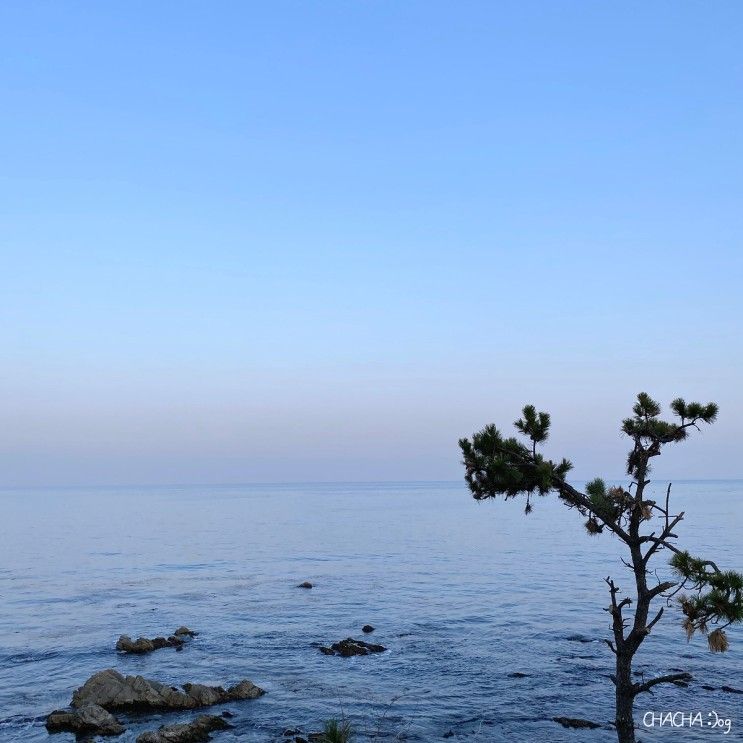 [국내/경북] 포항 달보드레펜션 (보드레102호) & 늘해랑카페...