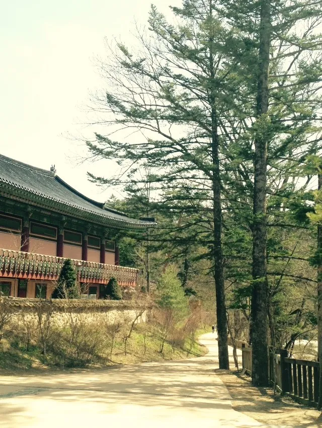 강원도 속초:: 파인리즈리조트, 월정사, 오대산트레킹