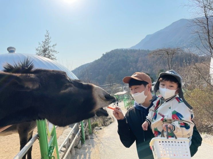 아이와 봄나들이 : 가평 아침고요동물원 추천해요