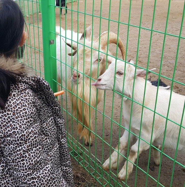 아침고요가족동물원 가평 아이와 함께 솔직후기